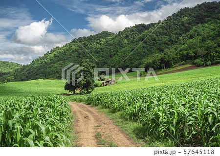 soil paths flanked by green growing corn field 57645118