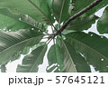 tropical foliage plant vintage color 57645121