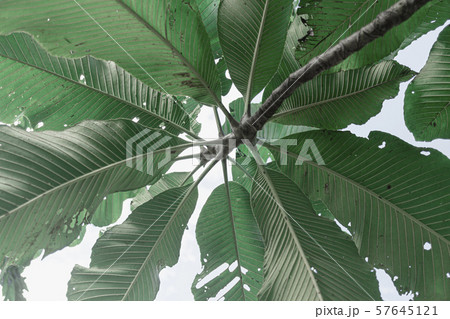 tropical foliage plant vintage color 57645121