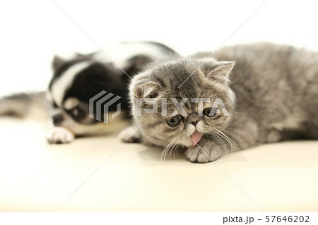 チワワとエキゾチックショートヘア 57646202