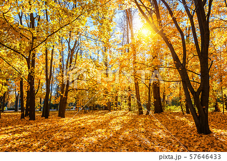 Sunny autumn in the park Sunny autumn in the park 57646433