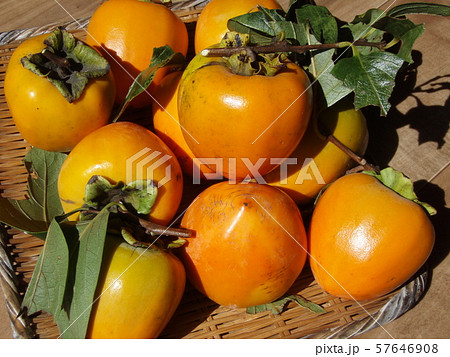 柿 甲州百目 柿 甲州百目 57646908