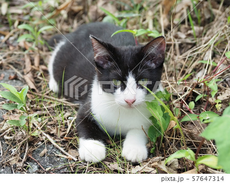 野良猫・子猫 野良猫・子猫 57647314