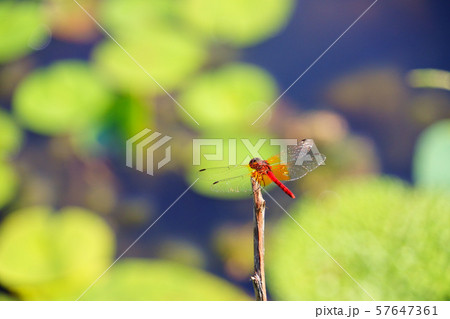 小さな命4 小さな命4 57647361