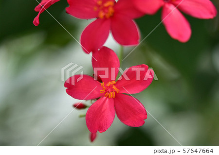 濃いピンクのテイキンザクラ 濃いピンクのテイキンザクラ 57647664