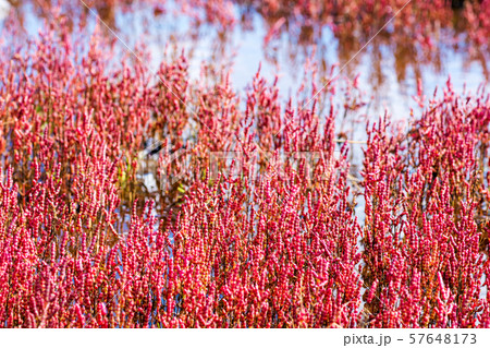 能取湖のサンゴ草　（網走市卯原内） 57648173