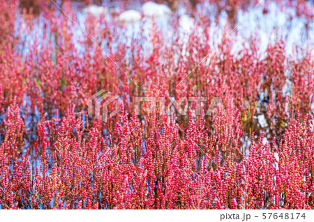 能取湖のサンゴ草 (網走市卯原内) 能取湖のサンゴ草 (網走市卯原内) 57648174