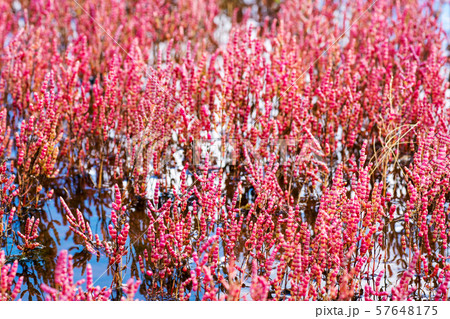 能取湖のサンゴ草　（網走市卯原内） 57648175