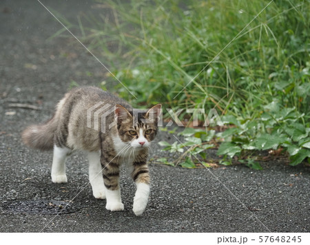 野良猫・雨 野良猫・雨 57648245