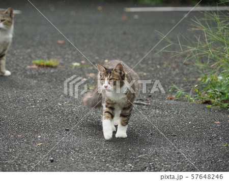 野良猫・雨 57648246