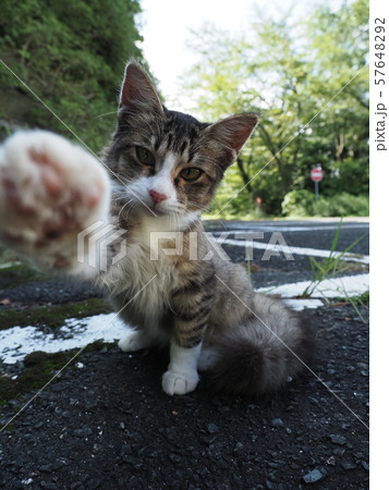 野良猫・子猫・じゃれる 野良猫・子猫・じゃれる 57648292