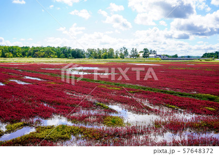能取湖のサンゴ草　（網走市卯原内） 57648372