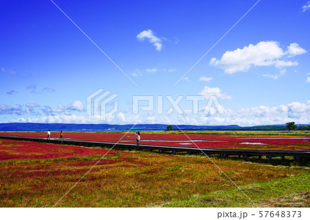 能取湖のサンゴ草 (網走市卯原内) 能取湖のサンゴ草 (網走市卯原内) 57648373