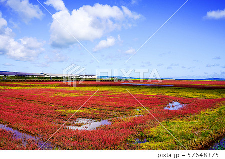 能取湖のサンゴ草　（網走市卯原内） 57648375