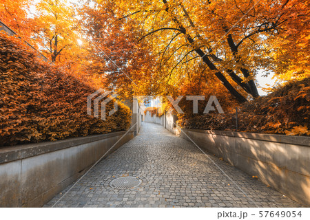 Natural Trees and Walkway at Public Park in Autumn, Beautiful Scenic View of Outdoor Garden Tree Natural Trees and Walkway at Public Park in Autumn, Beautiful Scenic View of Outdoor Garden Tree 57649054