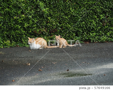 野良猫・親子 57649166
