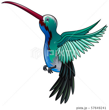 Beautiful a wild hummingbird flying cartoon 57649241