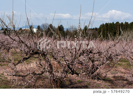 梅の花満開 57649270