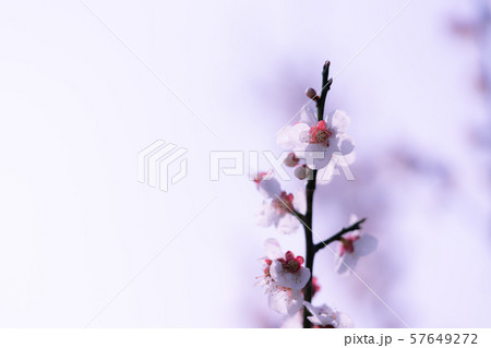 梅の花満開 57649272