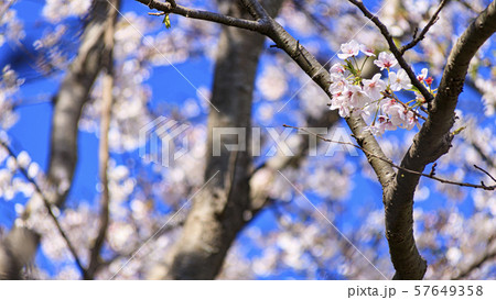 桜 桜 57649358