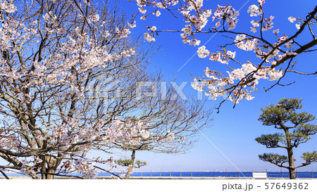 桜 桜 57649362