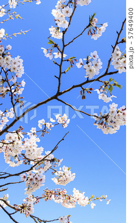 桜 桜 57649400
