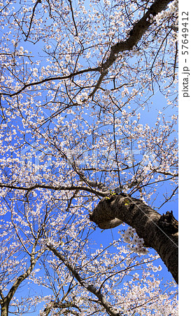 桜 桜 57649412