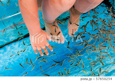 Doctor fish in a spa aquarium. Garra rufa Doctor fish in a spa aquarium. Garra rufa 57650254