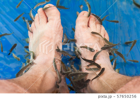 Doctor fish cleaning male feet in a spa Doctor fish cleaning male feet in a spa 57650256