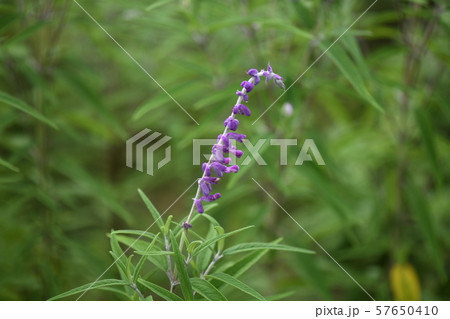 メキシカンセージ    57650410