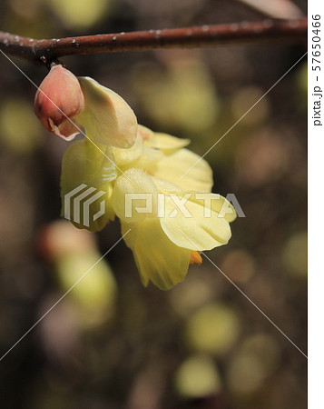 ヒュウガミズキの花 57650466