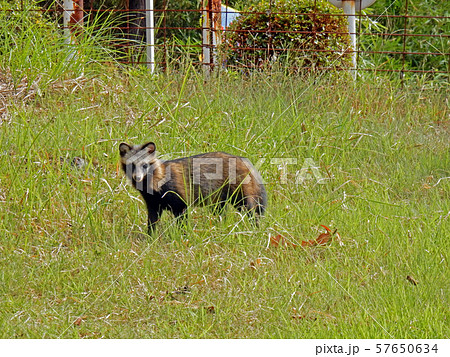 タヌキの子供の写真素材
