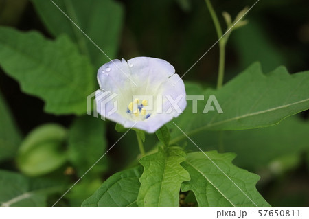 日陰に咲くオオセンナリ 57650811