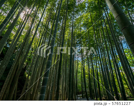 苔寺 圓光寺 竹林 苔寺 圓光寺 竹林 57651227