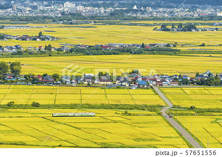 黄金色の田園地帯と只見線の列車　福島会津美里 57651556