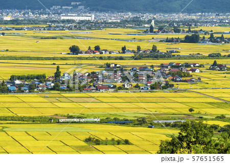 黄金色の田園地帯と只見線の列車　福島会津美里 57651565