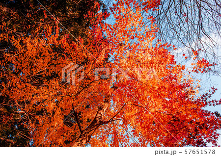 Beautiful vibrant colourful maple leaves in autumn Beautiful vibrant colourful maple leaves in autumn 57651578