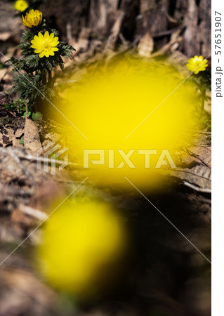 福寿草の花 福寿草の花 57651907