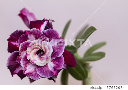 Beautiful flower rose or adenium on pink Beautiful flower rose or adenium on pink 57652074