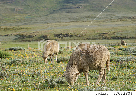 レソトの羊 57652803