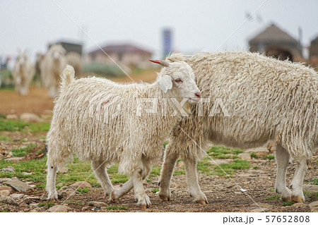 レソトの羊 57652808