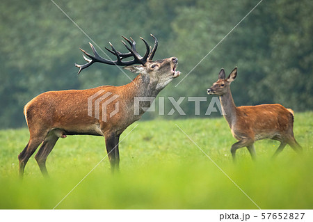 Red deer stag roaring in rutting season and hind walking behind it Red deer stag roaring in rutting season and hind walking behind it 57652827