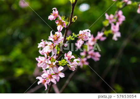 Blooming cherry blossom flowers 57653054