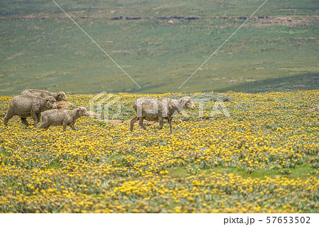 黄色い花と羊 57653502