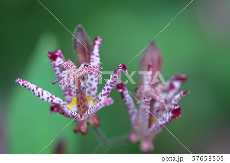 ひたむきに咲く花 ひたむきに咲く花 57653505