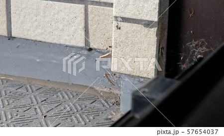ベランダのすみのほこり ベランダのすみのほこり 57654037