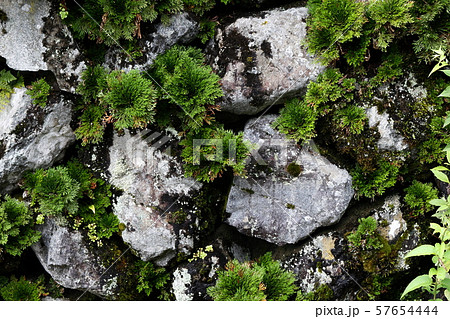 岩松と岩 57654444