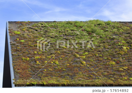 Ecological green roof in the Netherlands 57654892