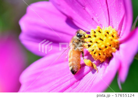 コスモス　高尾野町　出水市　鹿児島県 57655124