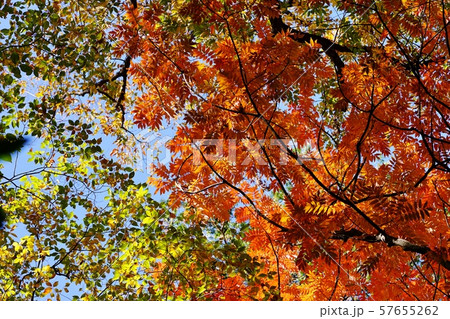 色づく木々 57655262
